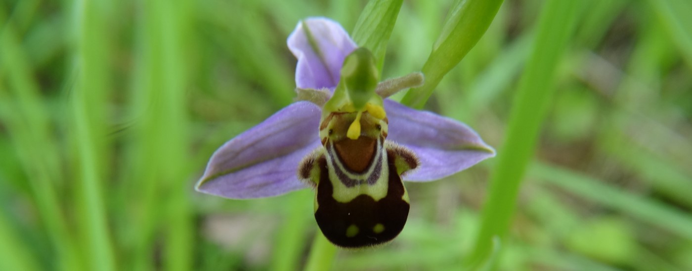 Orchidée Sauvage  Photo ASCVB
